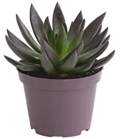 Echeverie - Echeveria Hybride, verschiedene Sorten