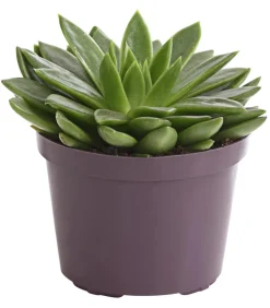 Echeverie - Echeveria Hybride, verschiedene Sorten