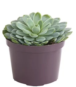 Echeverie - Echeveria Hybride, verschiedene Sorten