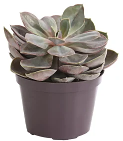 Echeverie - Echeveria Hybride, verschiedene Sorten