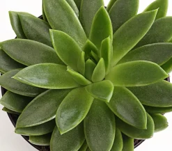 Echeverie - Echeveria Hybride, verschiedene Sorten