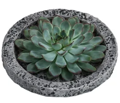 Echeverie - Echeveria in Beton-Schale, ca. Ø20/H8 cm