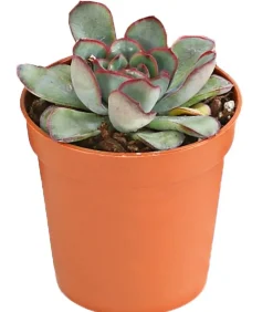 Echeverien-Set - Echeveria, verschiedene Sorten