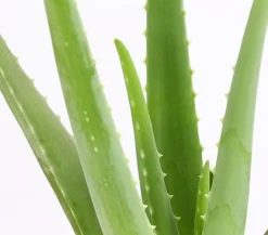Echte Aloe - Aloe vera