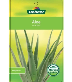 Echte Aloe - Aloe vera