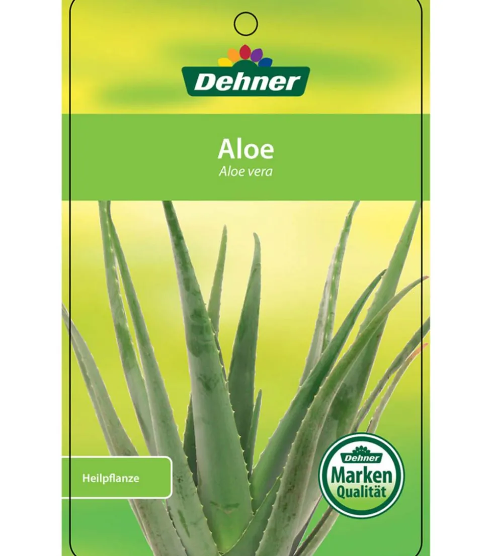 Echte Aloe - Aloe vera