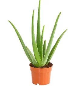 Echte Aloe - Aloe vera