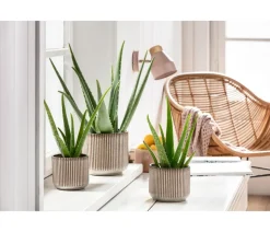 Echte Aloe-Set - Aloe vera