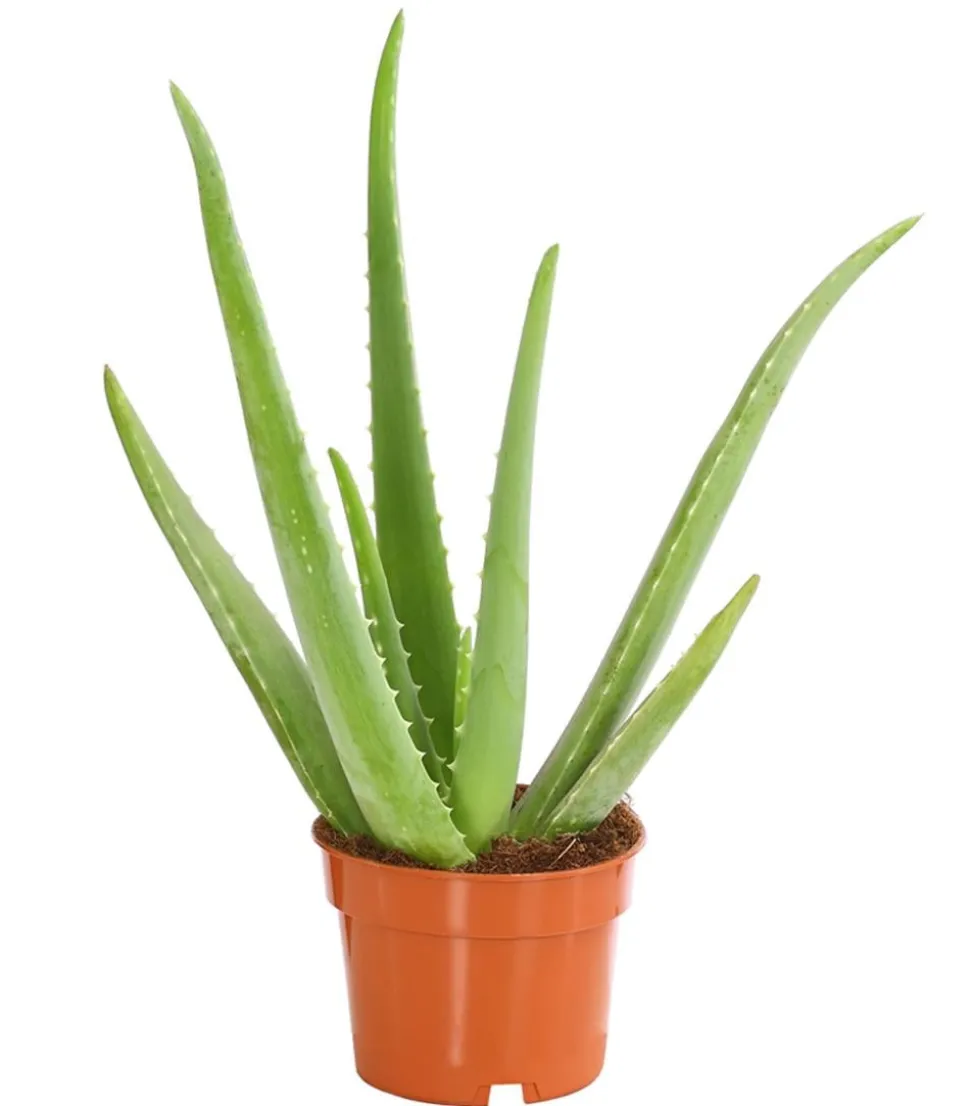 Echte Aloe - Aloe vera