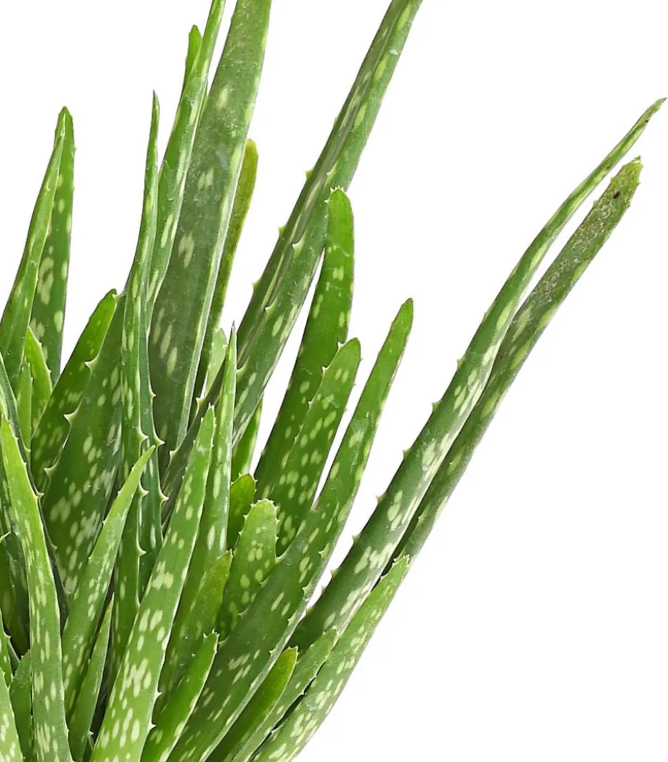 Echte Aloe - Aloe vera, mehrtriebig