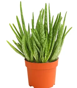 Echte Aloe - Aloe vera, mehrtriebig
