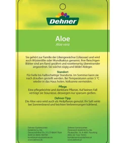 Echte Aloe-Set - Aloe vera