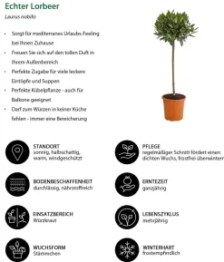 Echter Lorbeer, Stämmchen