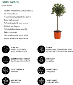 Echter Lorbeer, Stämmchen