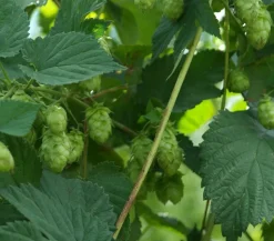 Echter Hopfen