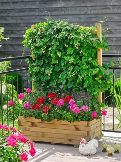 Echter Hopfen