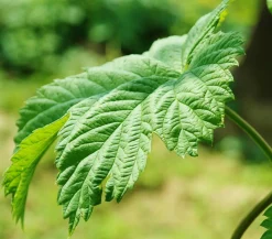 Echter Hopfen