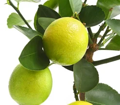 Echte Zitrone