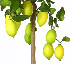 Echte Zitrone