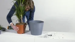 Ecopots Kunststoff-Kasten Bruges mit Wassersystem, rechteckig