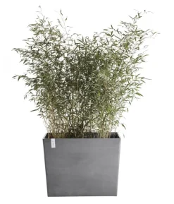 Ecopots Kunststoff-Kasten Paris mit Rollen, rechteckig