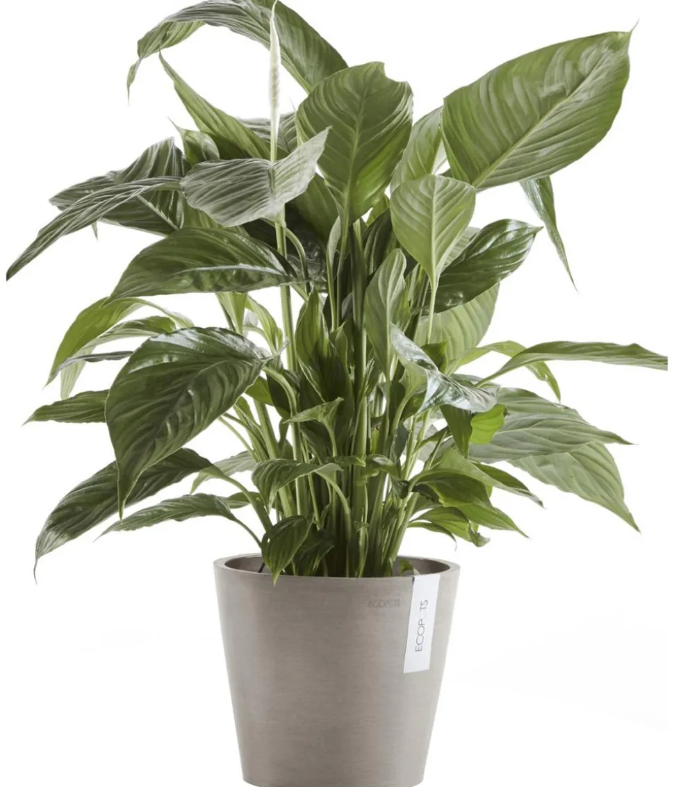 Ecopots Kunststoff-Topf Amsterdam, rund