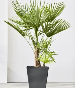 Ecopots Kunststoff-Topf Rotterdam mit Rollen und Wassersystem, quadratisch
