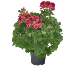 Edelgeranie 'Edle Schönheiten', verschiedene Farben