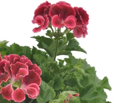 Edelgeranie 'Edle Schönheiten', verschiedene Farben