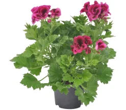 Edelgeranie 'Edle Schönheiten', verschiedene Farben