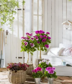 Edelpelargonie, verschiedene Farben