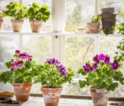 Edelpelargonie, verschiedene Farben