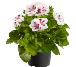 Edelpelargonie, verschiedene Farben