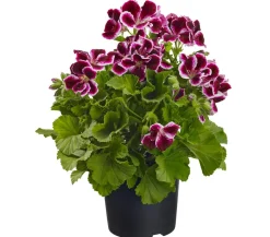 Edelpelargonie, verschiedene Farben