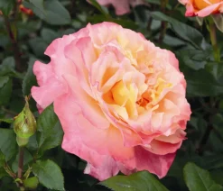 Edelrose 'Augusta Luise®'