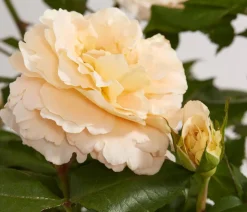 Edelrose 'Augusta Luise®'