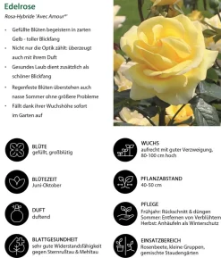 Edelrose 'Avec Amour®'