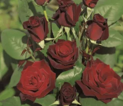 Edelrose 'Barkarole®'