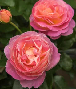 Edelrose 'Dornburger Schlossrose'