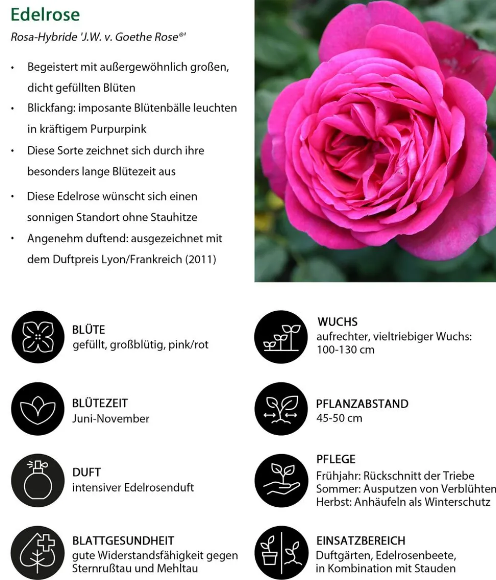 Edelrose 'J.W.v. Goethe Rose®'