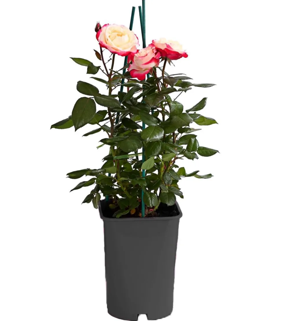 Edelrose 'Nostalgie®'