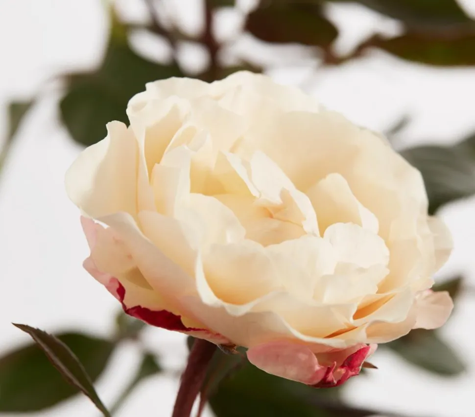 Edelrose 'Nostalgie®'