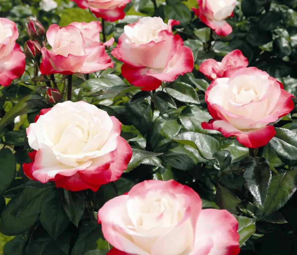 Edelrose 'Nostalgie®'