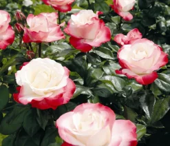 Edelrosen, verschiedene Sorten