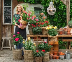 Edel- und Beetrosen, verschiedene Sorten