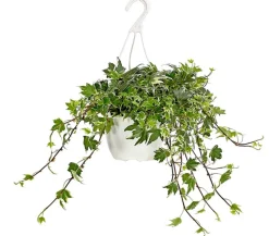 Efeu - Hedera helix, Ampel