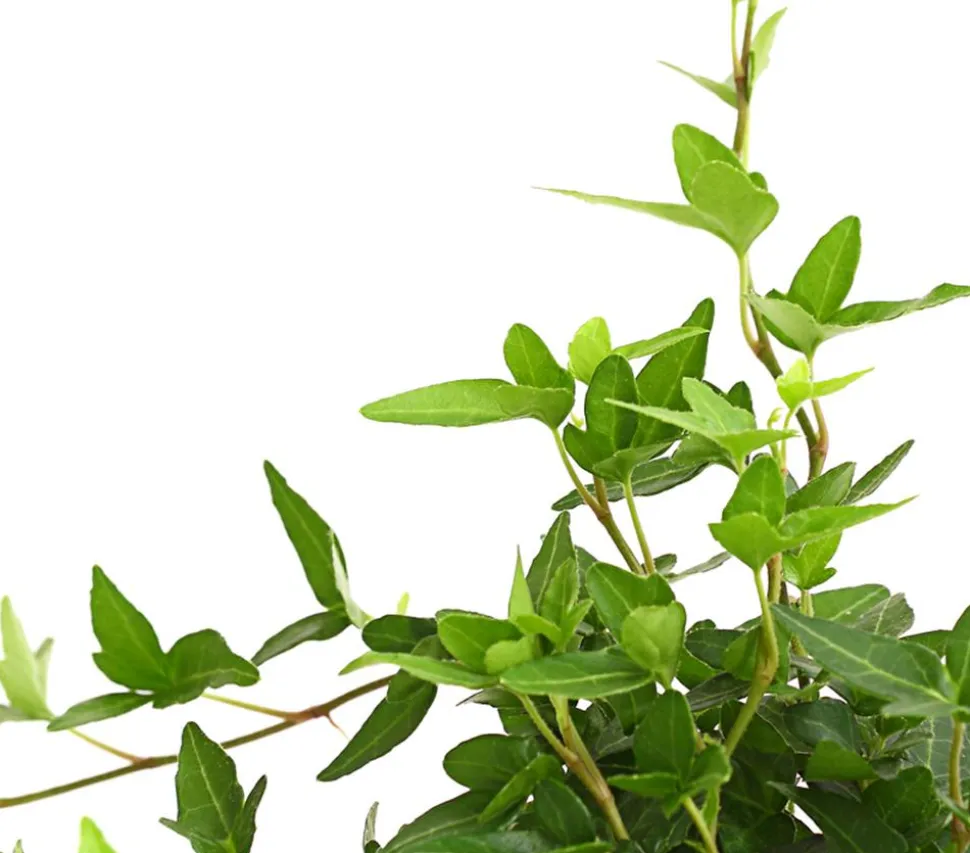 Efeu - Hedera helix, grünlaubig