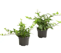Efeu - Hedera helix, grünlaubig