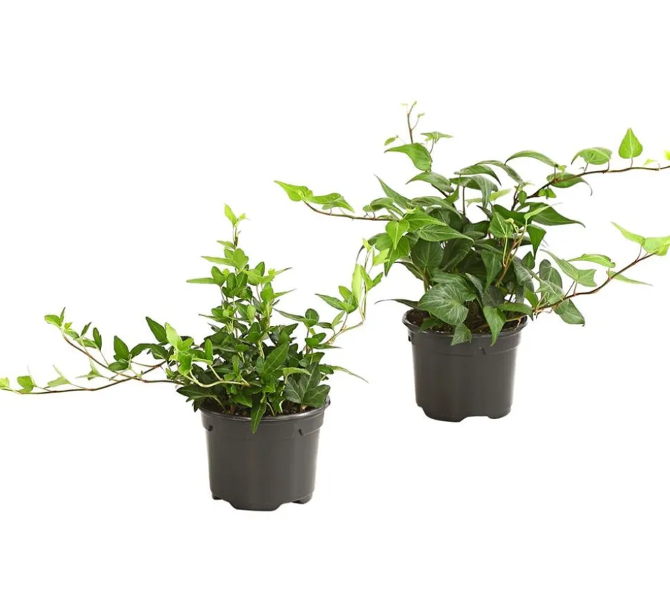 Efeu - Hedera helix, grünlaubig