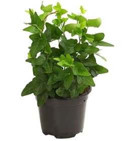 Efeu - Hedera helix, grünlaubig